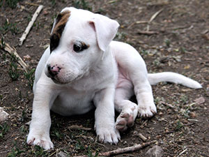 como educar a un cachorro