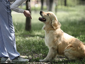 10 reglas para educar a tu mascota