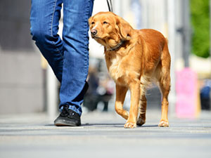 como educar a un perro