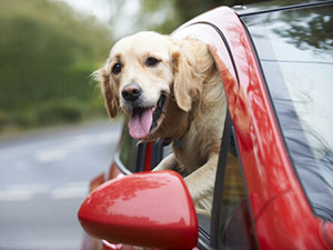 perros les gusta pasear en coche