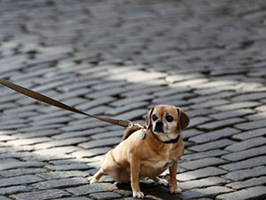 a mi perro no le gusta pasear