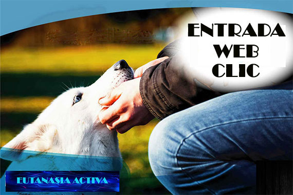 eutanasia mascotas a domicilio servicio veterinario madrid