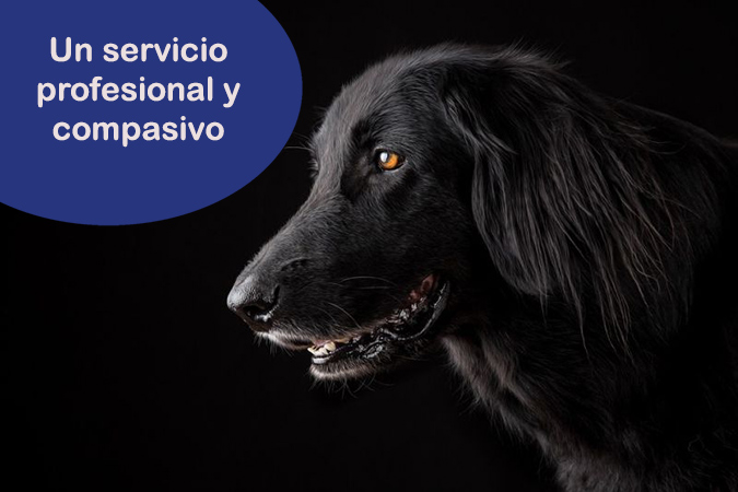 eutanasia veterinario a domicilio para perros Madrid