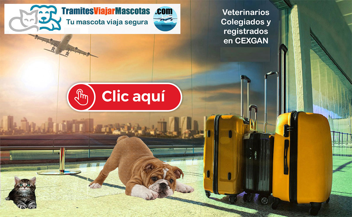 viajar con mascotas al extranjero pasaporte y certificados