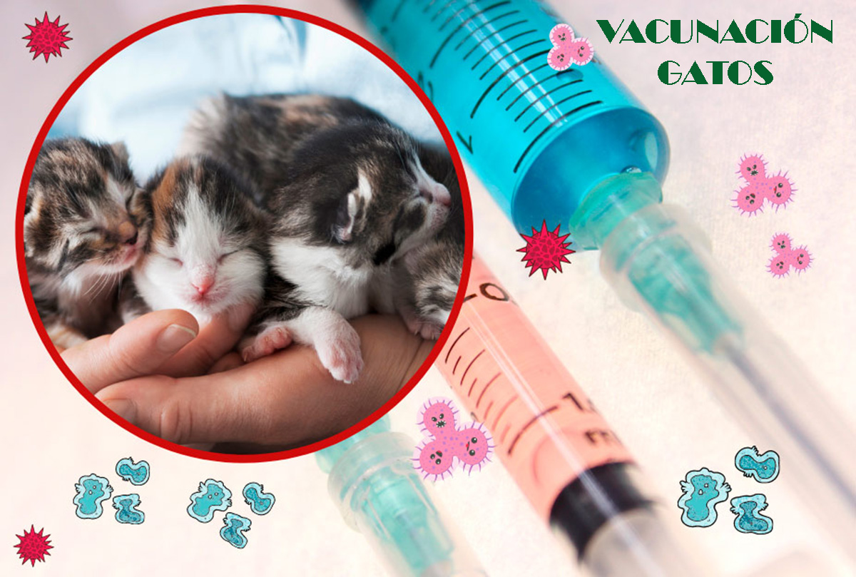 vacunacion gatos veterinario a domicilio madrid