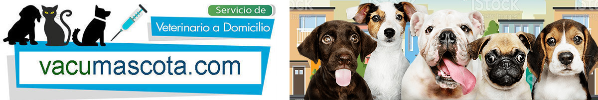 veterinario a domicilio madrid vacunacion mascotas