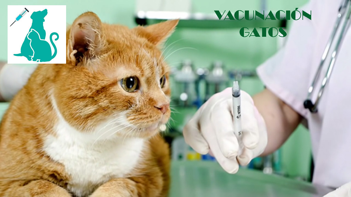 veterinario a domicilio vacunacion gatos madrid vacuna trivalente